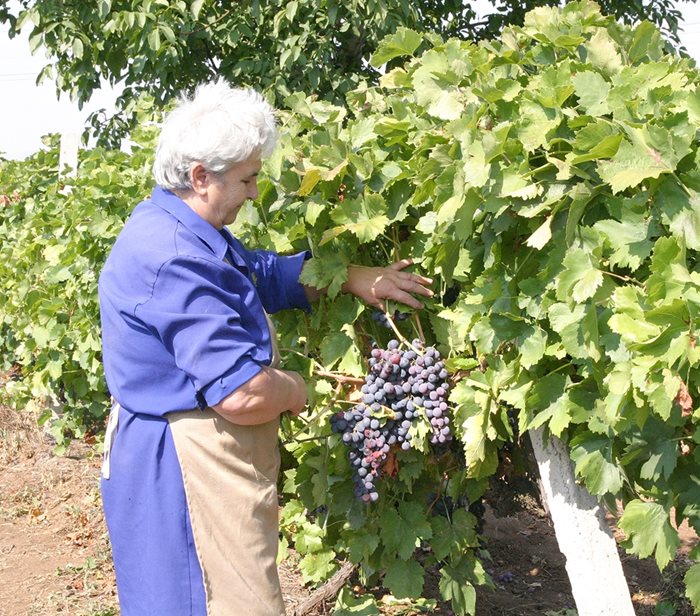 При сухото време се очаква добра реколта от грозде.