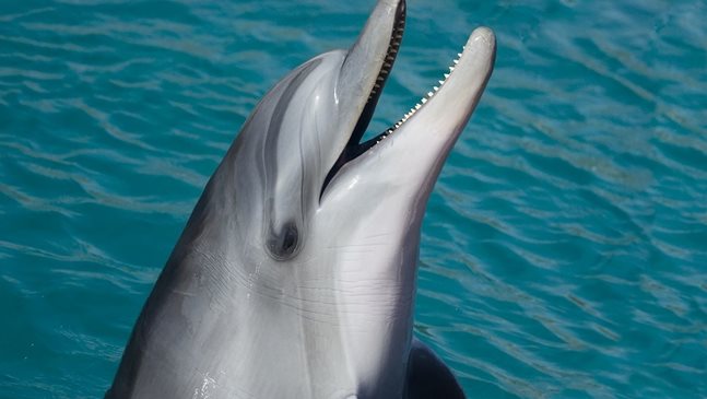 Майка делфин „благодари“ на рибари, спасили бебето и&#768; (Видео)