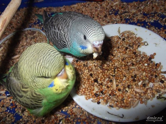 Ако мислите, че канарчето ви се е разболяло, първо му спрете меките и зелени храни
