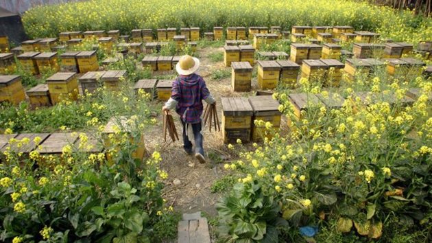 Китай произвежда 650 000 тона мед годишно, и то с изключително високо качество. Снимка trendrr.net