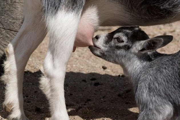 Буйното бозаене също може да доведе до кръвни съсиреци в млякото на козата/овцата