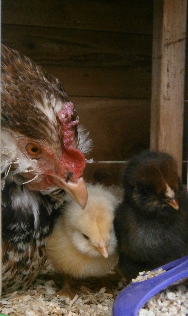 Когато яйцата са еднакви по големина и излюпените пиленца са еднакви по размер