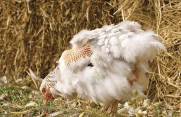 Кокошките започват да линеят на 13-15-месечна възраст - след края на продуктивни период
