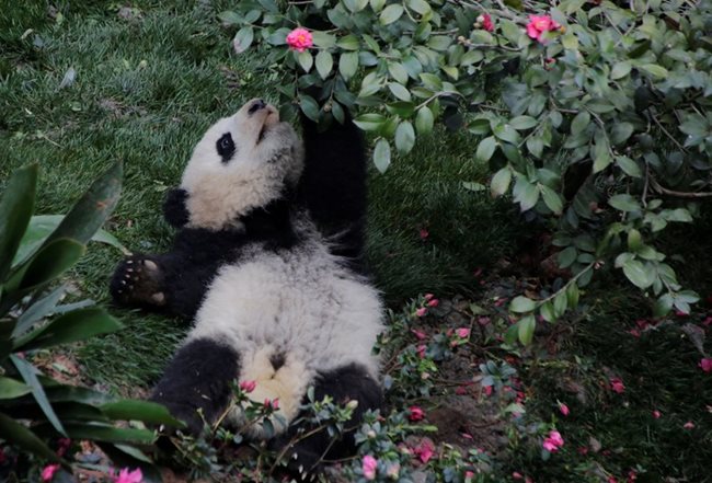 Сред пандите има и любители на цветята Снимки: Ройтерс