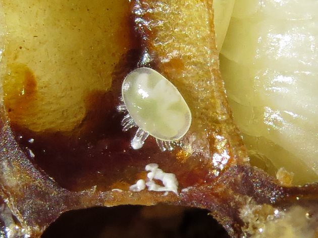 С появата си в пчелното гнездо с открито пило женската снася до седем яйца (с размери 0,3х0,2 мм, които не се виждат с невъоръжено око) по вътрешните стени на килийките