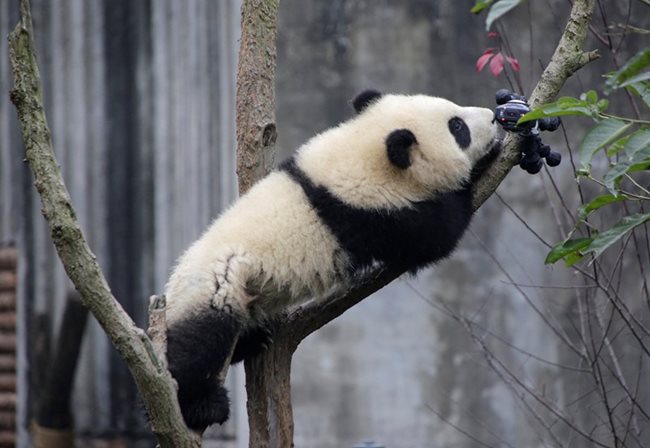 Това бебе панда истински иска да знае кой го снима.