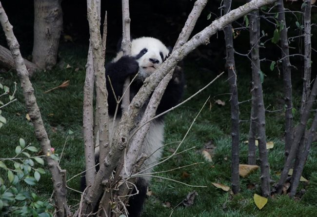 За неопитните панди изкачването не винаги се получава от първия път.