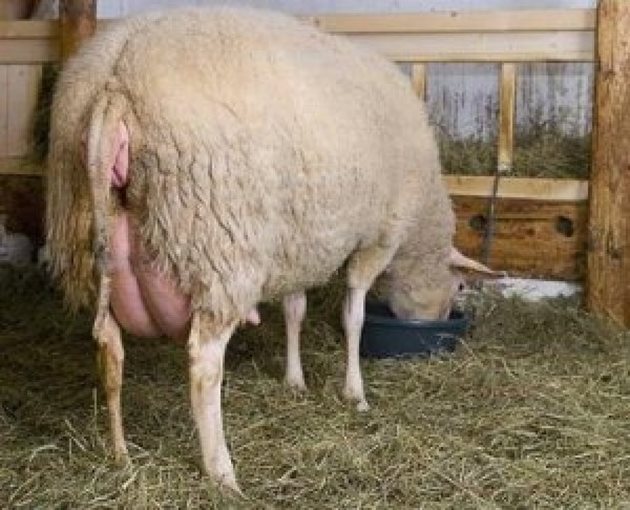 Хранете балансирано бременните овце