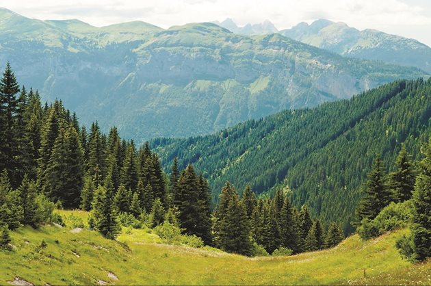 България с успех е използвала европейския опит и т.н. „ефект на изместването“ при създаването на милиони декари горски култури, изнесени от естествения си ареал на разпространение. Те достигат зряла възраст и дават поколение. За тази цел най-подходящи се оказват иглолистните видове, които за 25-30 г. могат да натрупат дървесна биомаса до 320-450 куб. метра на хектар.