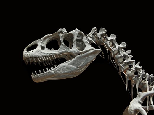 Останки на новооткрит вид динозавър са най-древните в Азия