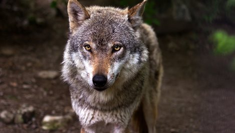 Историята на вълчицата от Йелоустоун - матриарха на гората