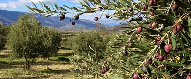 Създаването на маслинови насаждания у нас е съвсем реално. За целта има подходящи както месторастения, така и почви.
