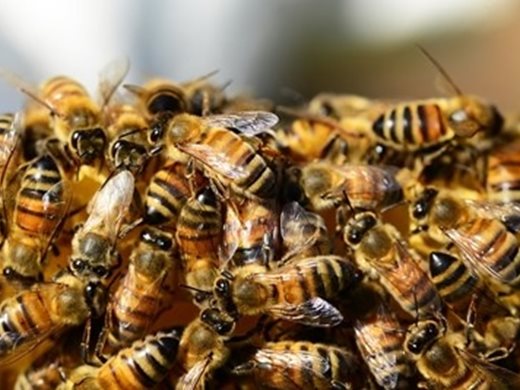 Неконтролираният внос на чужди пчели застрашава българската медоносна пчела
