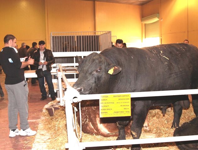  Животновъдството е новият хит на Международната селскостопанска изложба „Агра“ и ще бъде представено по-мащабно в сравнение с предишните издания. Посетителите ще видят елитни бикове, а също - екземпляри от най-популярните породи говеда, овце и кози.