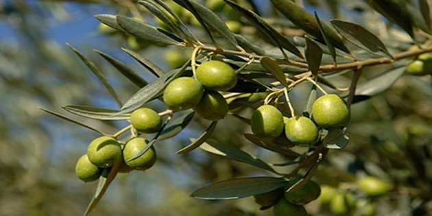 Доходите от маслини не са за пренебрегване, изчисляват специалисти