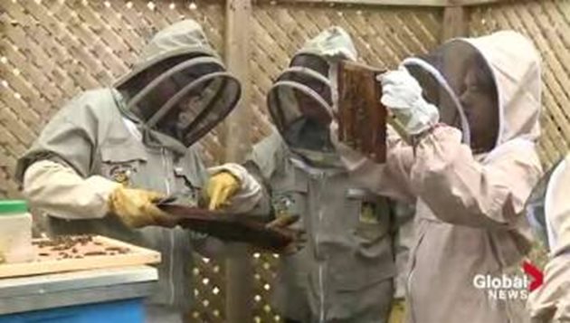 Изследванията показват, че профилактичното третиране с витамин В12 на здрави пчелни семейства в заразени с европейски гнилец пчелини е успешно и води до намаляване случаите на нови заболявания.