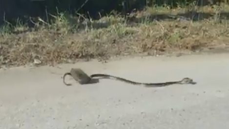 Плъх нападна змия заради бебето си (видео)