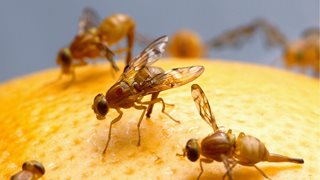 5 начина за бързо отърваване от плодовите мухи