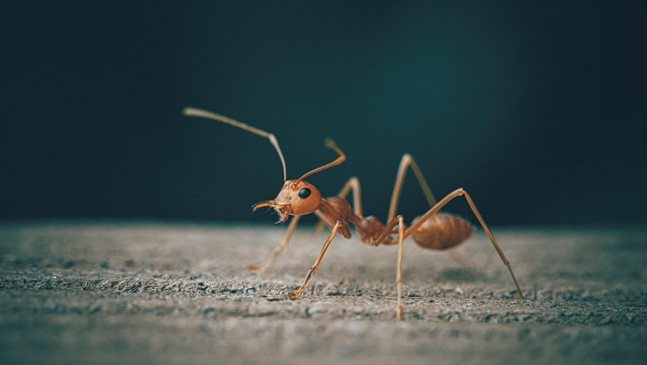 5 най-добри средства против мравки