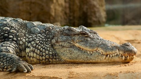 Крокодилът, който предпочита да целува, вместо да хапе (видео)