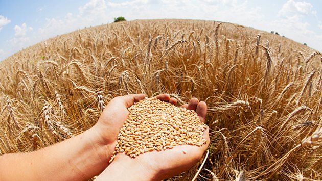 Пшеницата заема по-добри позиции | Български Фермер