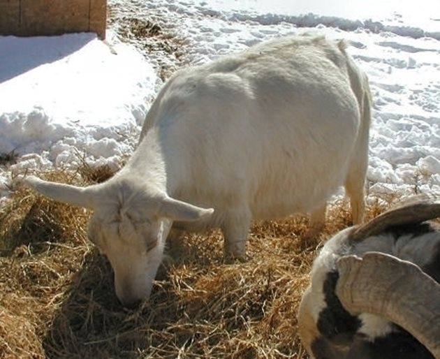 На бременните кози през оборния период освен качествено ливадно или люцерново сено, моркови или доброкачествен силаж трябва да се дават кръмно цвекло и правилно съхранени листници