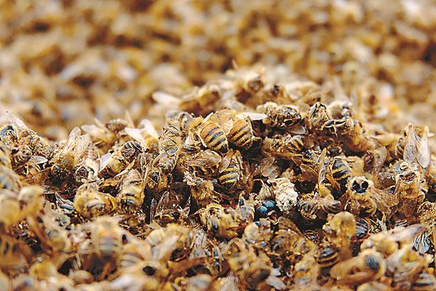  В пчелините отново има вихреща се висока смъртност