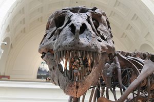 Милиардер купи най-скъпия скелет на динозавър в света