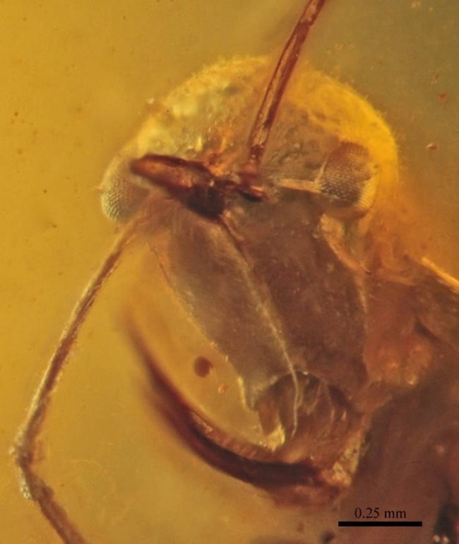 Палеонтолози откриха кехлибар на 99 милиона години с представител на отдавна изчезнали предшественици на мравките, който е впил челюсти в жертвата си. Снимка: Wikimedia Commons
