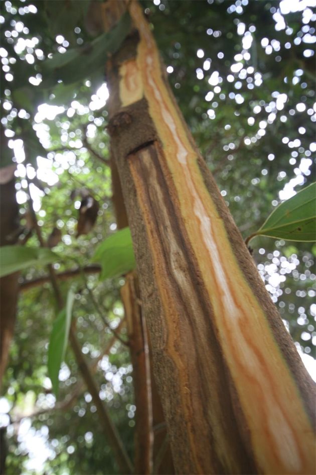 Канелено дърво, от което са стъргали ивици кора във ферма
за подправки в Занзибар.