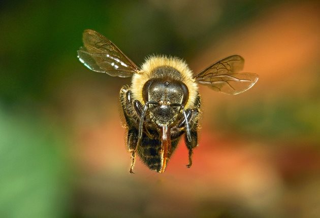 След като открият цвете, пчелите бързо „изчисляват” оптималния маршрут за летене, така че да изразходват минимална енергия.