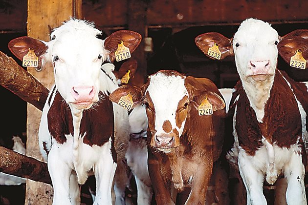 Браншовици негодуват от сметките в технологичните карти, според които крава със среден млеконадой от 25 л/ден давала 9200 литра годишно.