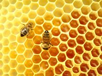Липов мед помага при преуморени очи
