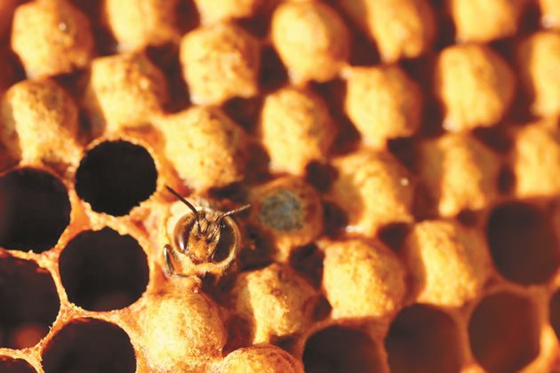 В началото на растежа на пчелното семейство една пчела „кърмачка“ храни 7 ларви