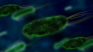 Списък с бактерии, които са най-голямата заплаха за човешкото здраве
