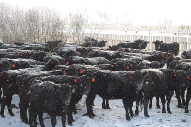 Елитни месодайни говеда Абердийн Ангус във ферма в Калиниградска област Снимка:"Мираторг"
