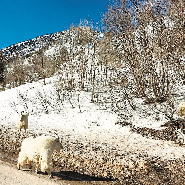 Ползата на зимната паша е в това, че прикореновата шийка на тревата, която козите пасат и при сняг, съдържа каротин