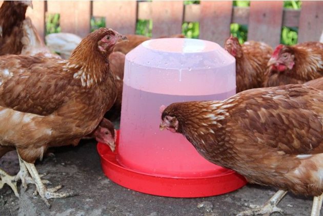 Тонизиращата напитка трябва да се дава на кокошките само в пластмасови поилки
