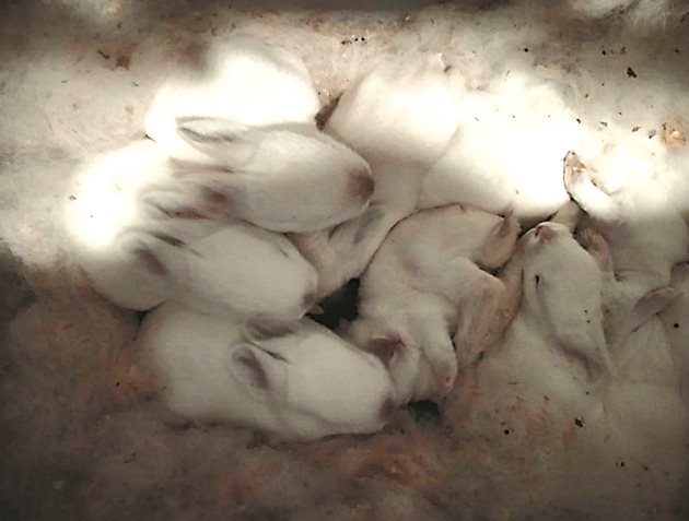 От инфекциозен стоматит боледуват най-често зайци на 25-40-дневна възраст. По-рядко заболяват 2-3-месечни зайци