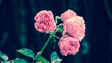 5 съвета за отглеждането на красиви рози