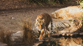 Година на Водния тигър - мъдрост и стремеж към нови завоевания
