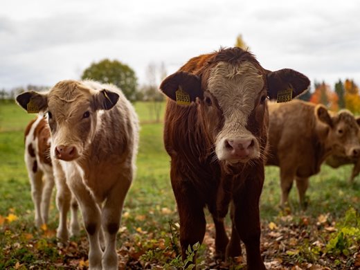 Фонд "Земеделие" започна изплащането на субсидиите на животновъдите