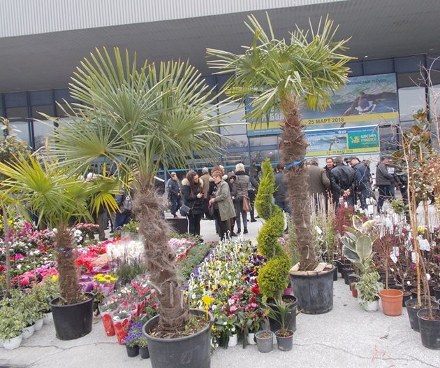 Екзотичните палми  веднага привлякоха вниманието на стотиците посетители на изложбата „Цветна пролет 2018“, които дойдоха още преди откриването й в Международен панаир Пловдив.