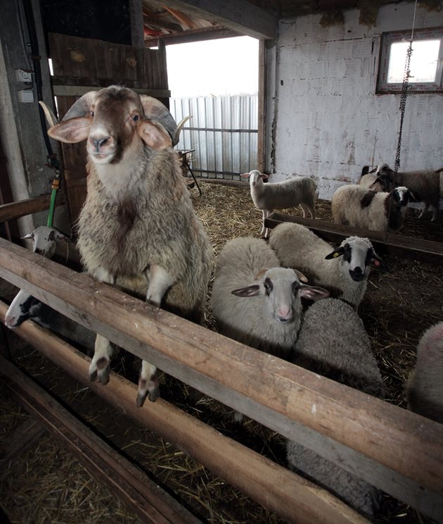 У нас са малко чистопородните стада и рядко се спазва изискването един коч на 45 овце. Снимки Андрей Белоконски
