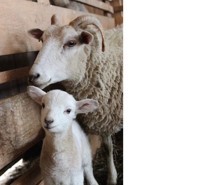 Правилното хранене на овцете майки гарантира добър растеж на агнетата им
Снимки: Pixabay