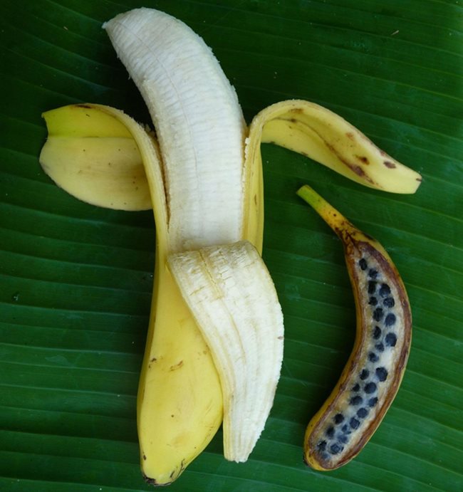 Селектиран банан