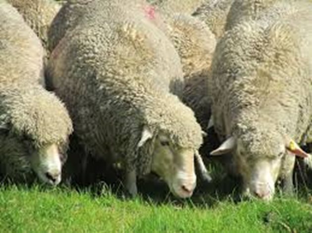 Дневната потребност на възрастните овце от зелени фуражи съставлява около 10-15% от живото тегло и зависи от фазата на вегетация на тревите.