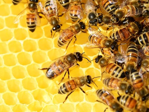 Започна работа групата за промяна на Наредбата за опазване на пчелите 
