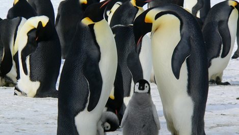 Защо пингвините не могат да летят?