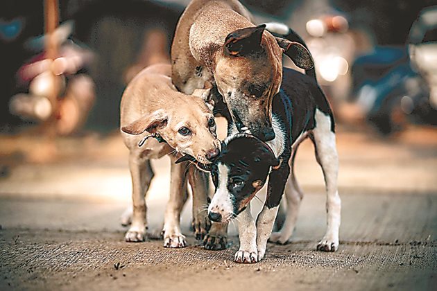 Инстинктите на дивото важат и за градските улични кучета
